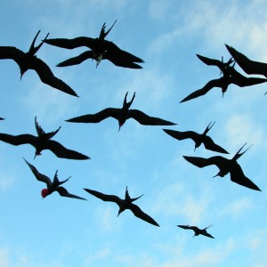 birds